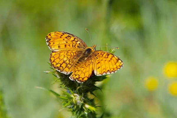 Butterfly Dark green fritillary — Stock Photo, Image