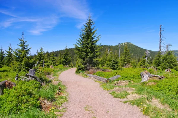 Tourbière dans les monts Giant — Photo