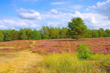 Bodenteich yakınlarında sonbaharda Lueneburg Heath manzarası