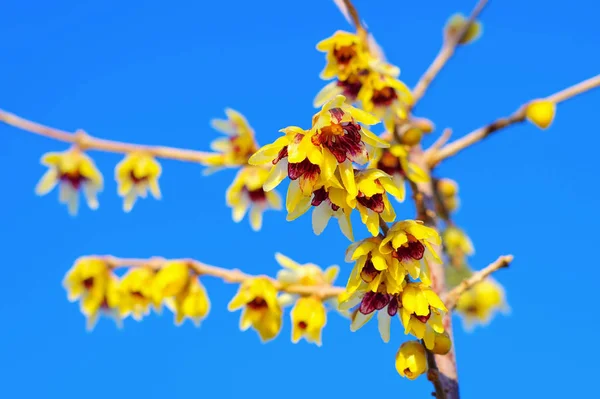 Chimonanthus Praecox Met Gele Bloemen Bloeit Winter — Stockfoto