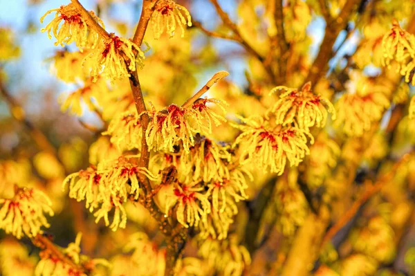 Hamamelis Met Gele Bloemen Bloeit Winter — Stockfoto