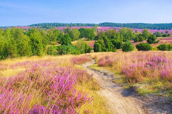 Paisagem Lueneburg Heath Outono Perto Wilsede — Fotografia de Stock