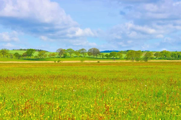 北ドイツのリューゲン島の春の花の牧草地 — ストック写真