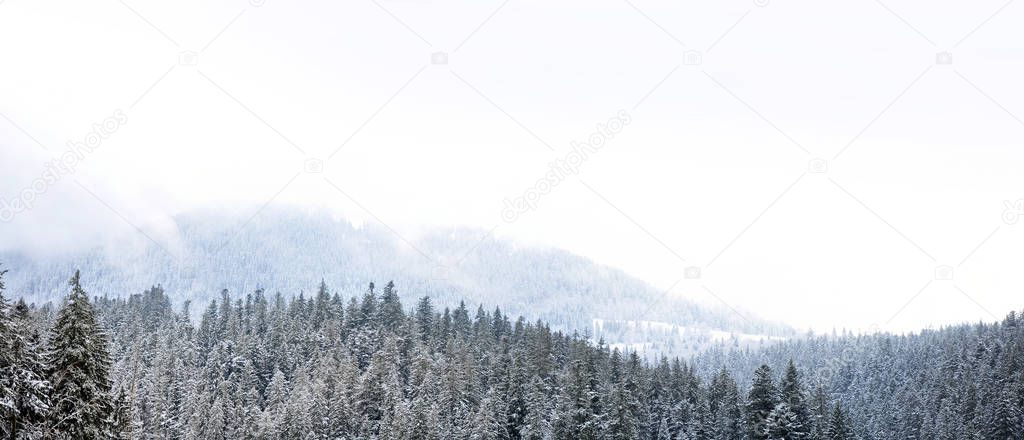 Winter landscape. Carpathians, Ukraine