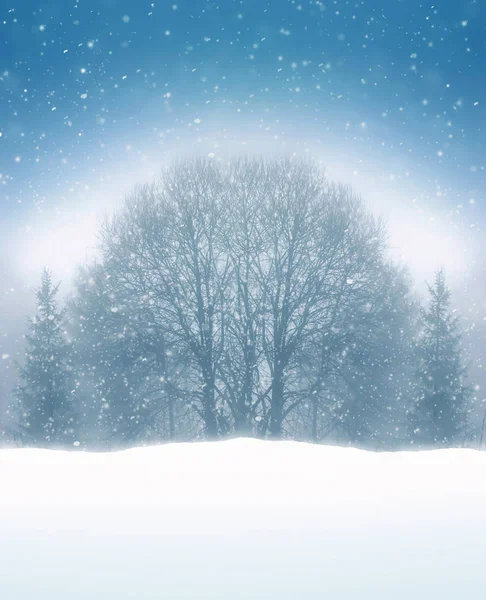 Zimą drzewa sylwetki i spadł śnieg — Zdjęcie stockowe