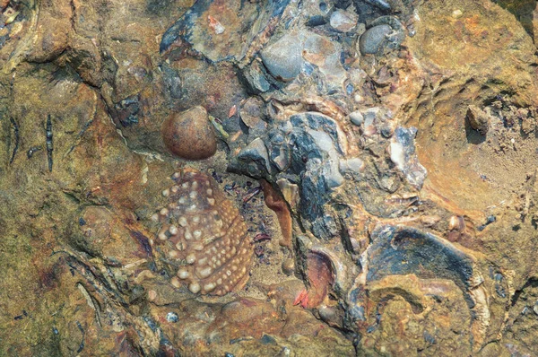 Tarih öncesi seashell fosiller — Stok fotoğraf