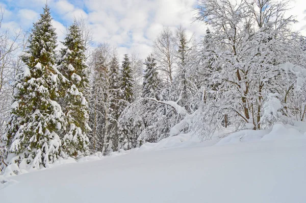 전경에서 차분히 겨울 숲 — 스톡 사진
