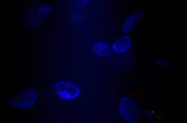Blue Jellyfish Sea — Stock Photo, Image