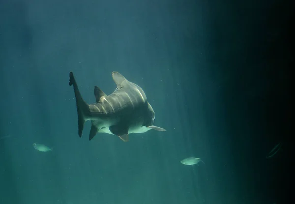 鲨鱼在深水中用光线照射 — 图库照片