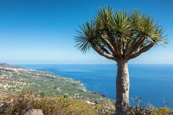 Famoso albero di drago di La Palma — Foto Stock