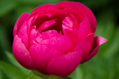 Kırmızı şakayık makro