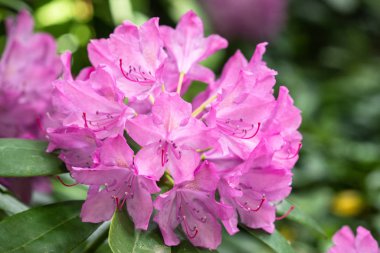 Rododendronlu Maro