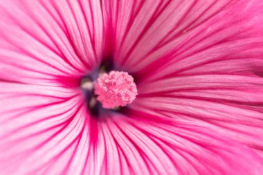 Pembe ağaç matrosu.