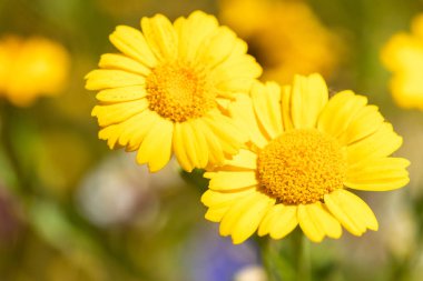 Altın Marguerite 'in Macro' su
