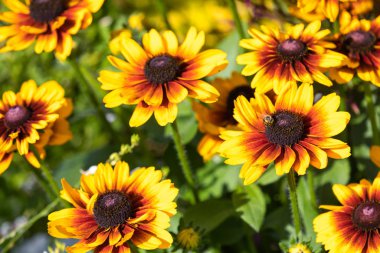 Sarı bir koni çiçeğinin makro 'su