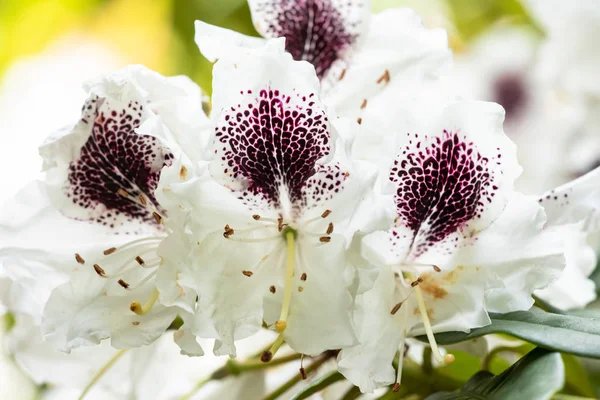 Maro de um Rhododendron — Fotografia de Stock