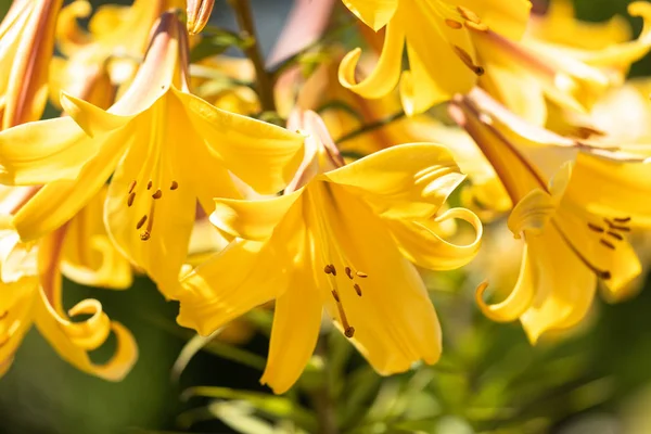 Macro de lírio amarelo — Fotografia de Stock