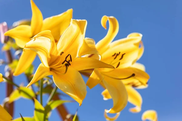 Macro de lírio amarelo — Fotografia de Stock