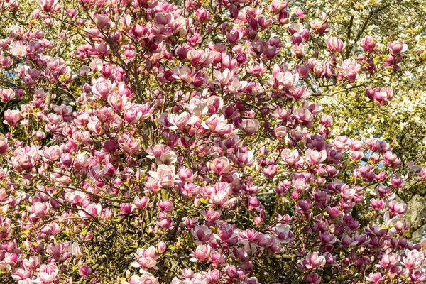 Saucer magnolia δέντρο σε πλήρη άνθηση — Φωτογραφία Αρχείου
