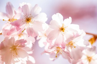 Japon kirazının ayrıntıları