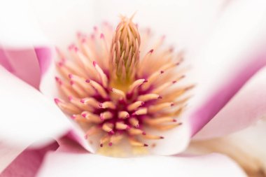 Daire manolyasının makrosu