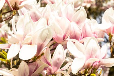 Daire manolyasının makrosu