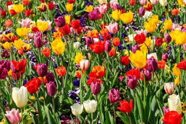 Lale renkli alanları