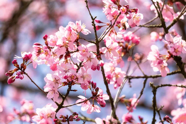 Detalj av ett japanskt körsbär — Stockfoto