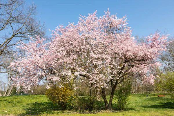 활짝 핀 일본 벚나무 — 스톡 사진