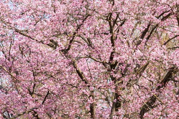日本の桜の詳細 — ストック写真
