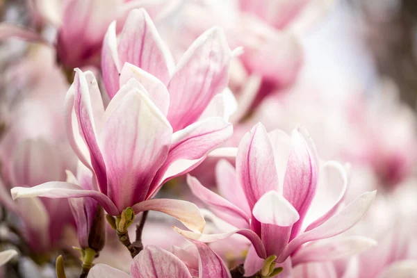 Makro av ett tefat magnolia — Stockfoto