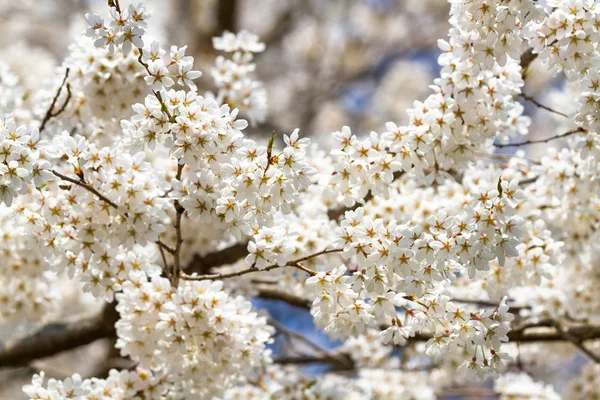 Detalj av ett japanskt körsbär — Stockfoto