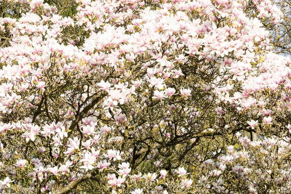 Saucer magnolia σε πλήρη άνθιση — Φωτογραφία Αρχείου