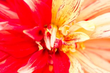 Sarı bir yıldız çiçeğinin Macro 'su - Cultivar Manyağı