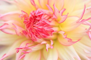 Beyaz kırmızı bir yıldız çiçeğinin Macro 'su