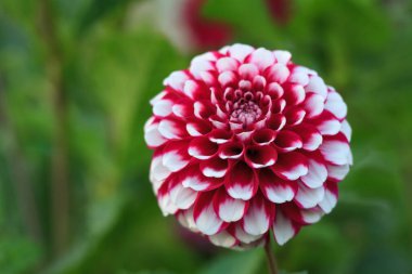 Kırmızı beyaz yıldız çiçeğinin Macro 'su