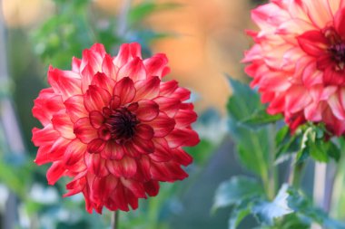 Kırmızı dahlia makro