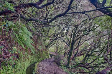 Caldeirao Verde 'deki Antik Laurelsilva Ormanı
