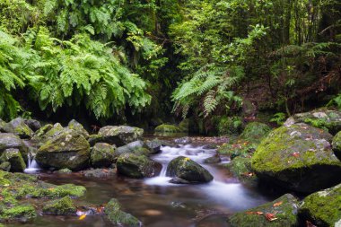Antik defne ormanında küçük bir dere