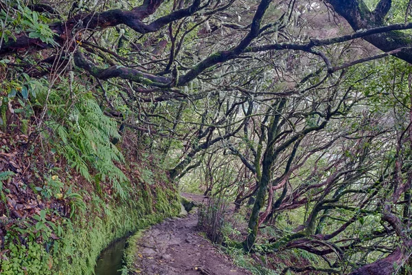 Caldeirao Verde 'deki Antik Laurelsilva Ormanı
