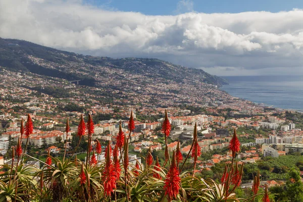 Red Aloe Vera in front of the city of Funchal — Stock Photo, Image