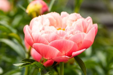 Turuncu şakayık makro 