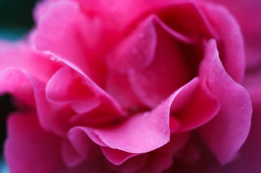 Bir gül kamelya japonica 'sının Macro' su