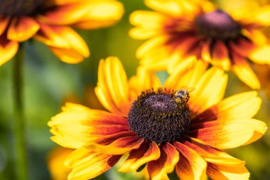 Sarı bir koni çiçeğinin makro 'su
