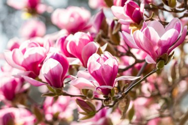 Daire manolyasının makrosu