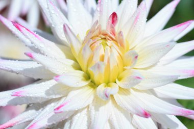 Beyaz kırmızı bir yıldız çiçeğinin Macro 'su 