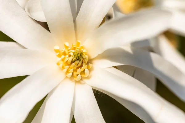 Macro de una estrella blanca magnolia —  Fotos de Stock