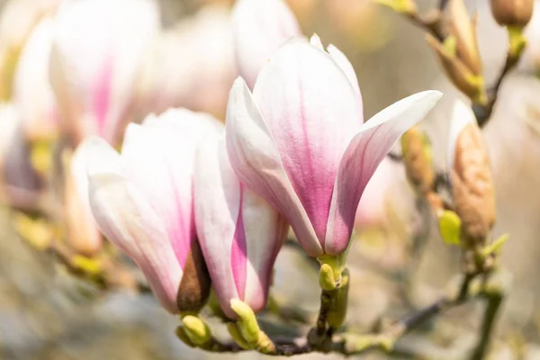 Makro av ett tefat magnolia — Stockfoto