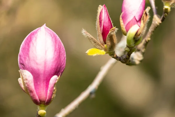 Makro av ett tefat magnolia — Stockfoto