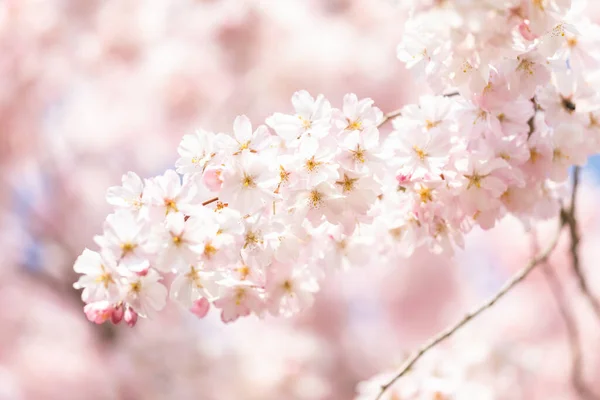 Detalj av ett japanskt körsbär — Stockfoto